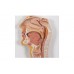 model układu pokarmowego człowieka, 2 części - 3b smart anatomy - 1000306 [k20] 3b scientific modele anatomiczne 4